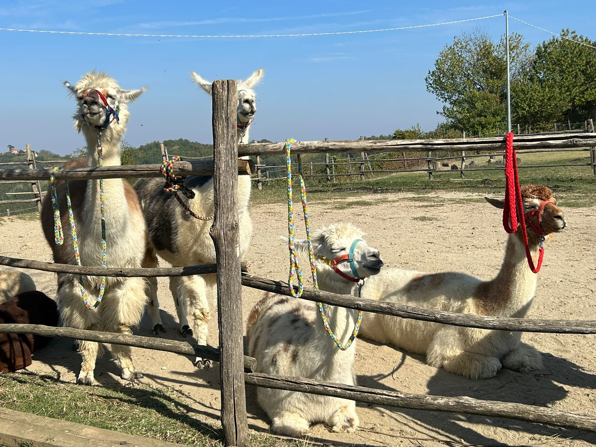 Animal Walk - Camminate con Lama e Aplaca