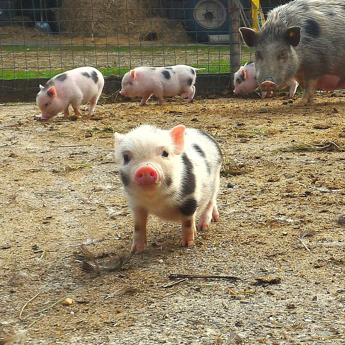 Parco Animali Cascina Beneficio